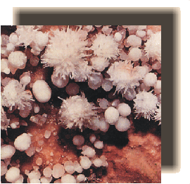 alassiofoto1.gif (57019 byte)